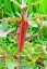 Red lady Finger